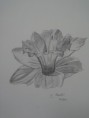 /album/photo-gallery-art-4-sale/a20130419-161815-jpg1/