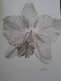 /album/photo-gallery-art-4-sale/a20130424-113622-jpg1/